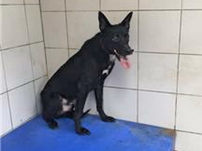 Black adult male mixed-breed dog, Medium, shelter no. …0015