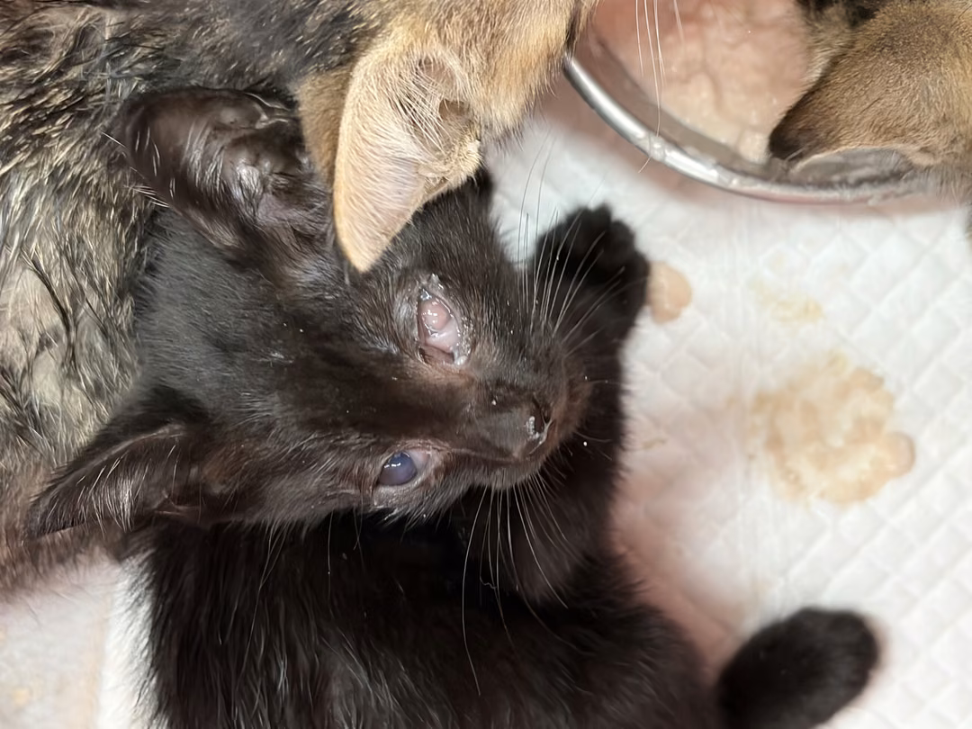 Black young male mixed-breed cat, Small, shelter no. …7001