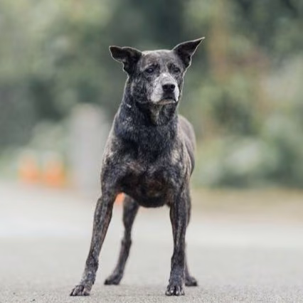 Black-and-gray adult female mixed-breed dog, Medium, shelter no. …3007
