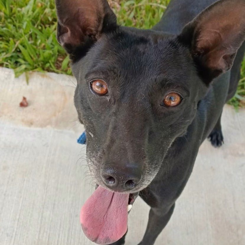 Black adult female mixed-breed dog, Medium, shelter no. …1-08