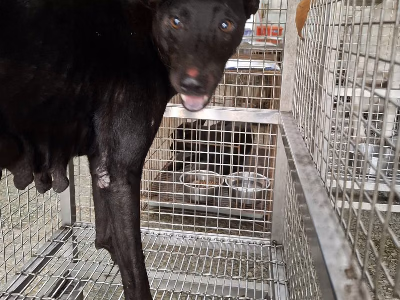 Black adult female mixed-breed dog, Large, shelter no. …3-04
