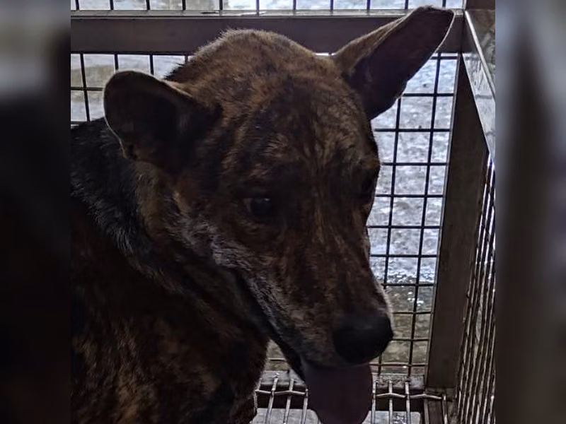 ミックス犬(オス・成犬・トラ)、中型, 施設番号 …7-03