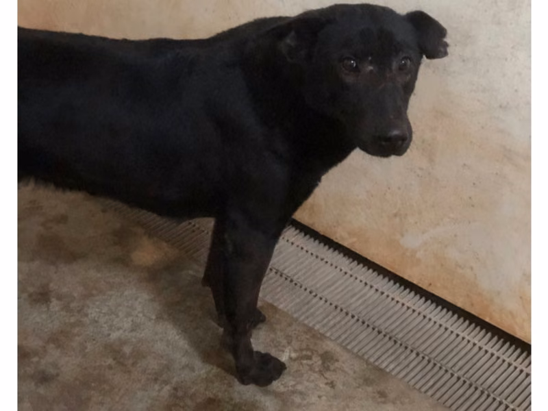 Black adult male mixed-breed dog, Large, shelter no. …2016