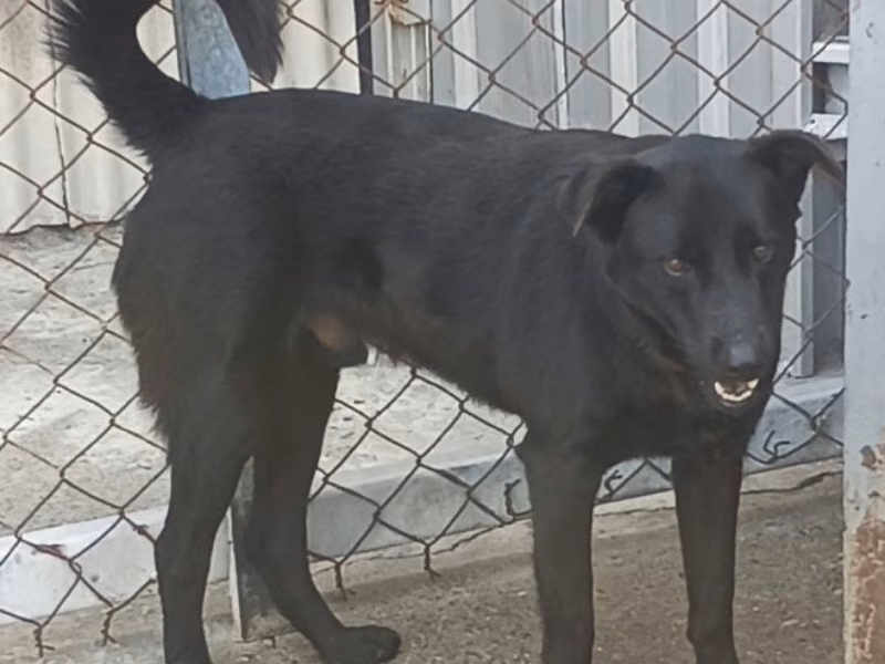 Black adult male mixed-breed dog, Large, shelter no. …057D