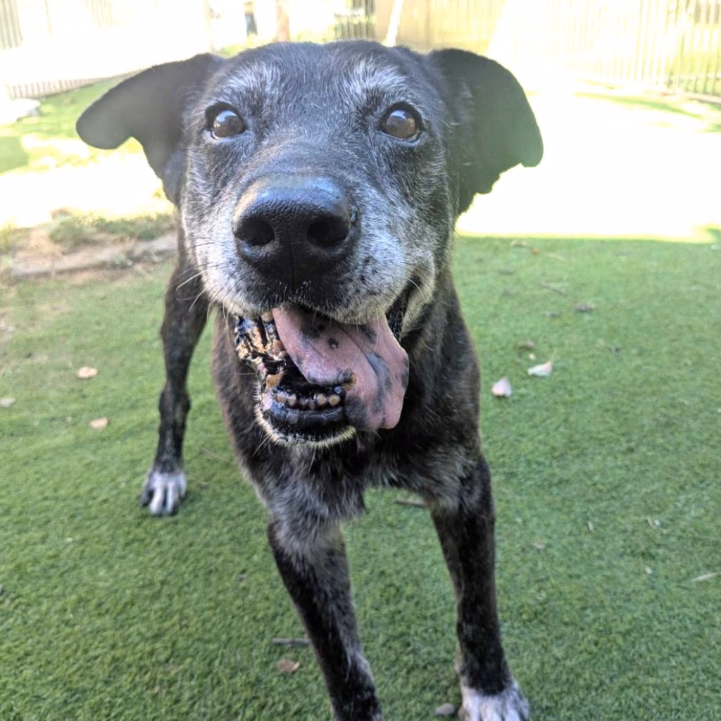 Black adult male mixed-breed dog, Medium, shelter no. …9001