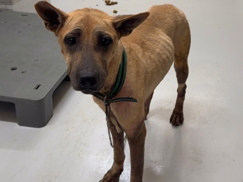 Tan adult female mixed-breed dog, Large, shelter no. …0001