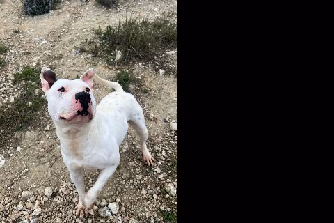 Florin, Adult · Male · Staffordshire Bull Terrier