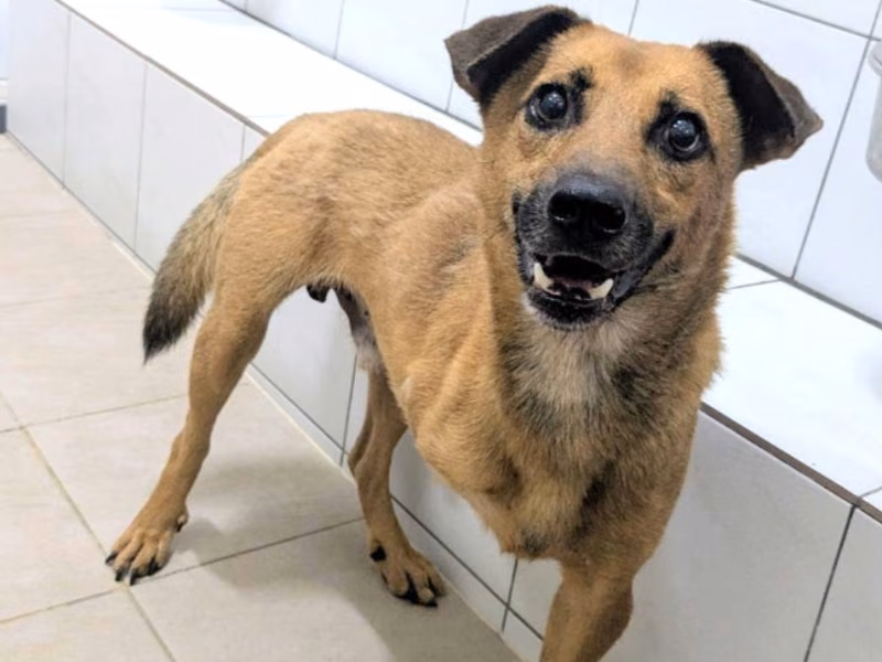 Tan adult male mixed-breed dog, Medium, shelter no. …1003