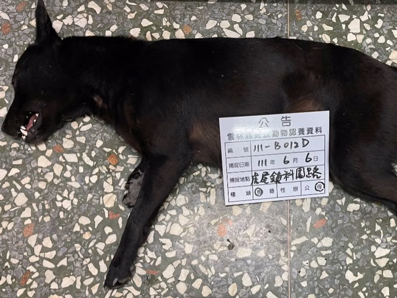 Black adult female mixed-breed dog, Large, shelter no. …012D