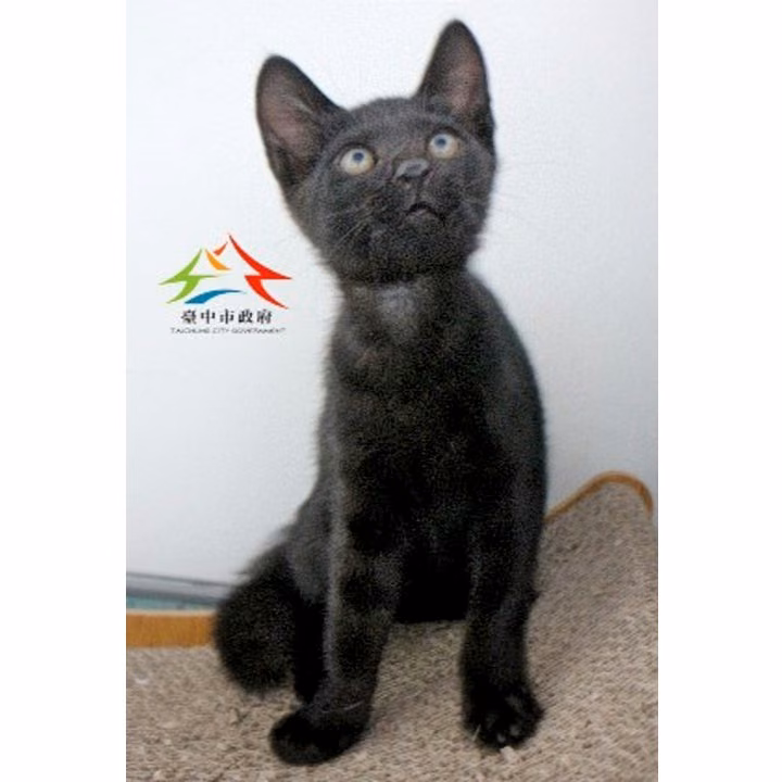Black young male mixed-breed cat, Small, shelter no. …6001