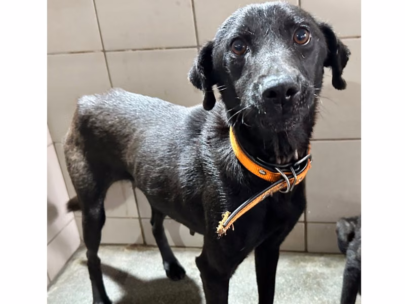 Black adult female mixed-breed dog, Medium, shelter no. …5006