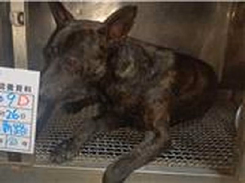 Tabby adult male mixed-breed dog, Large, shelter no. …009D