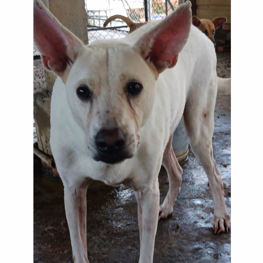 White adult male mixed-breed dog, Small, shelter no. …060D