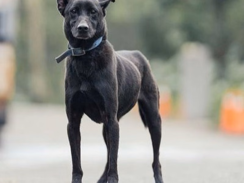 Black adult male mixed-breed dog, Medium, shelter no. …9005