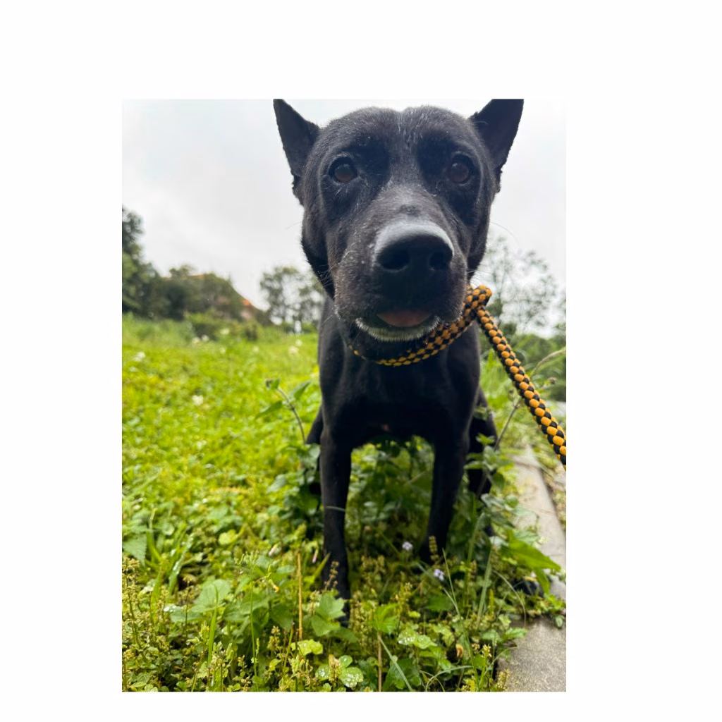Black adult male mixed-breed dog, Medium, shelter no. …1001