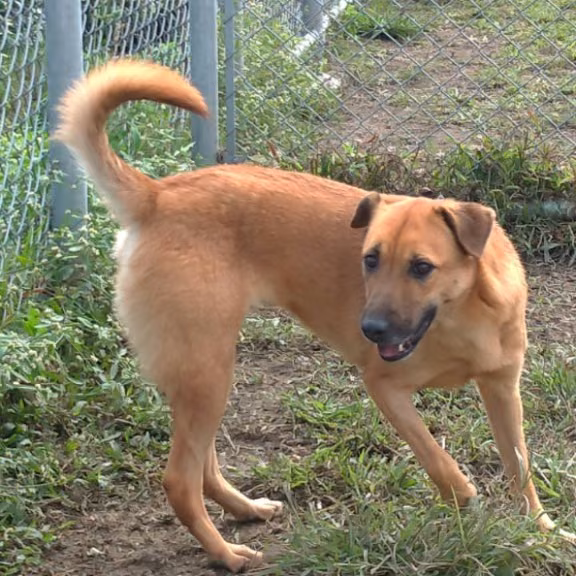 Brown adult female mixed-breed dog, Medium, shelter no. …0201