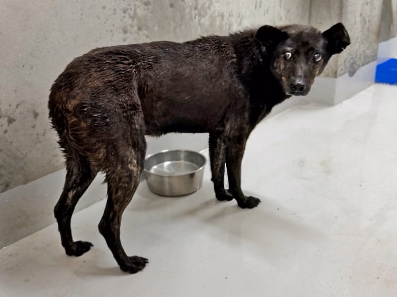 Black adult female mixed-breed dog, Large, shelter no. …1001