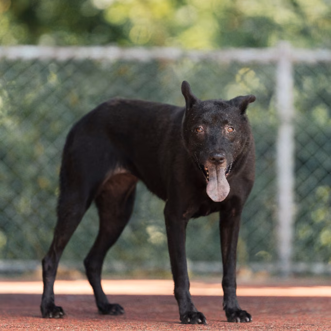 Black adult female mixed-breed dog, Medium, shelter no. …0209