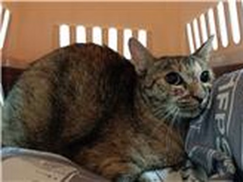 Tabby young female mixed-breed cat, Medium, shelter no. …1205