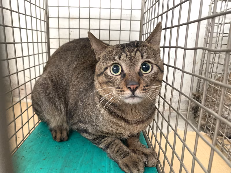 Tabby adult male mixed-breed cat, Small, shelter no. …0604