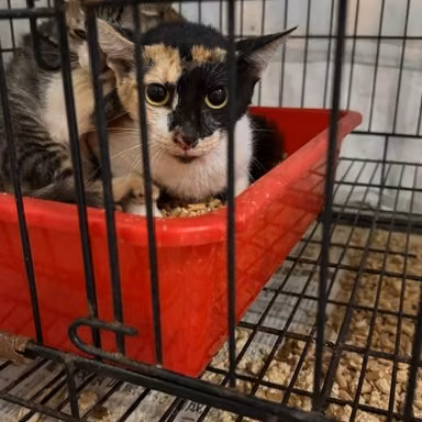 Calico adult female mixed-breed cat, Medium, shelter no. …3003