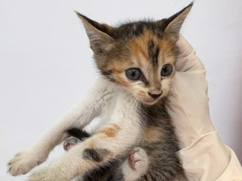 Pusang halo ang lahi (Babae, Bata, tatlong kulay), Maliit, blg. ng shelter …6009