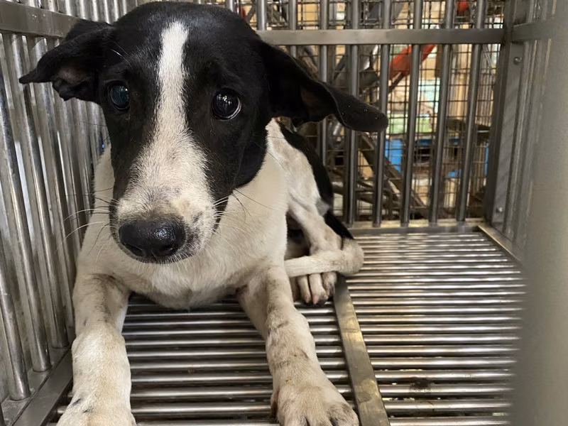 Black-and-white adult female mixed-breed dog, Medium, shelter no. …9-10