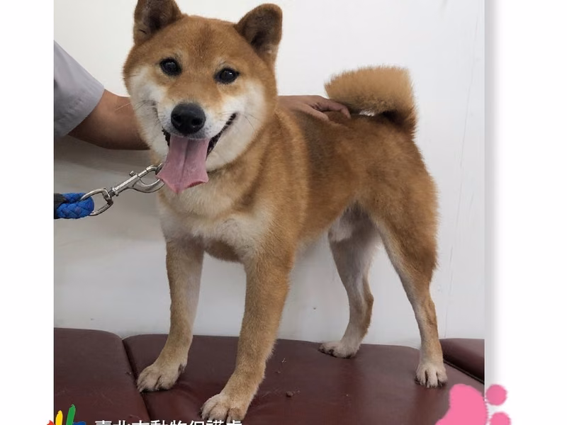Tan-and-white adult male Shiba Inu, Medium, shelter no. …0804