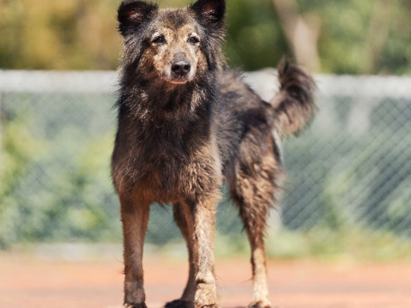 Black-and-tan adult female mixed-breed dog, Medium, shelter no. …1702