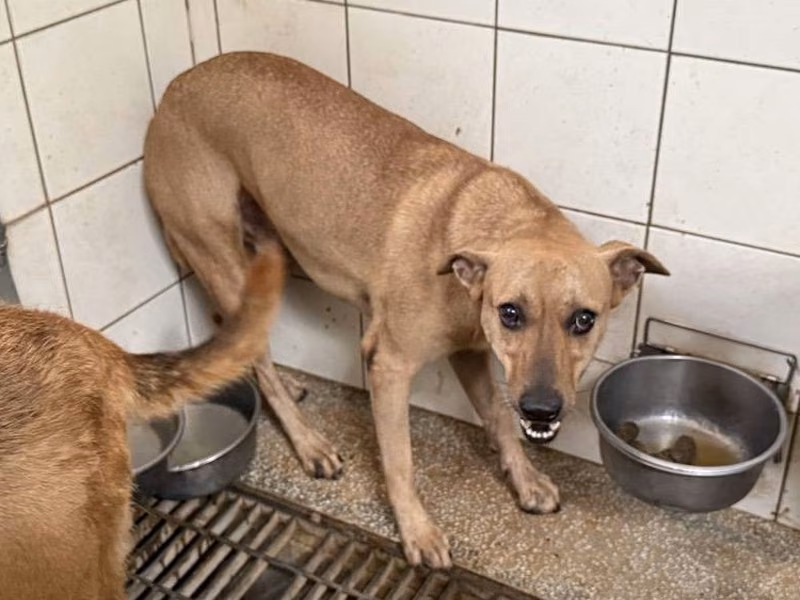 Tan adult male mixed-breed dog, Large, shelter no. …1A24