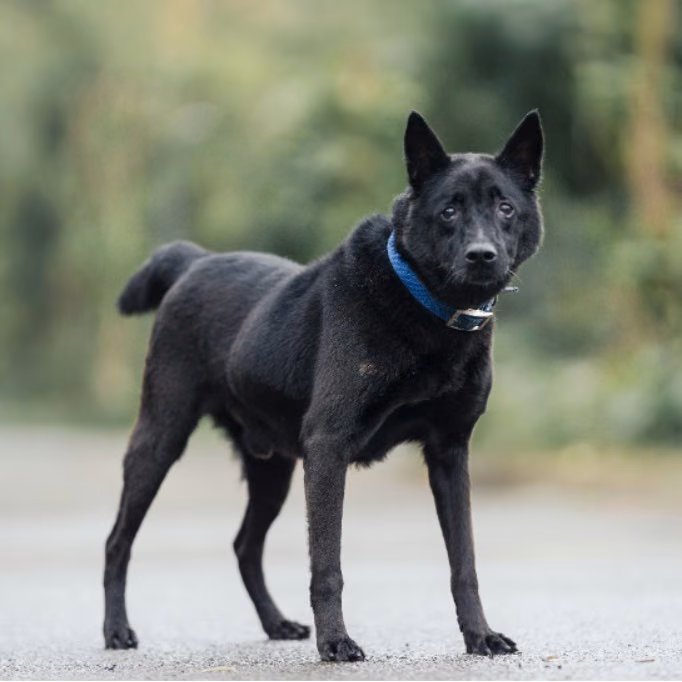 Black adult male mixed-breed dog, Medium, shelter no. …7001