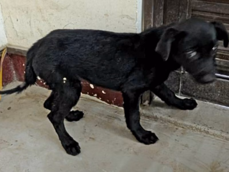 Black adult female mixed-breed dog, Large, shelter no. …0705