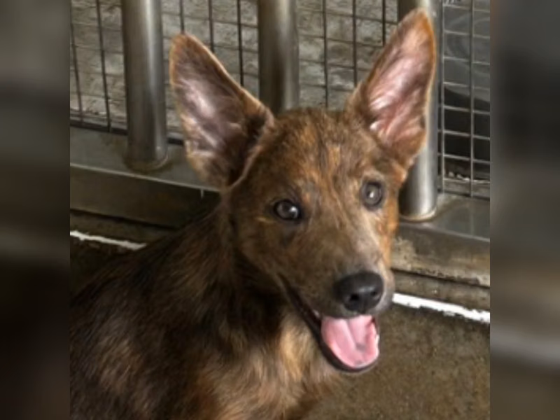 ミックス犬（メス・若い・トラ）、中型, 施設番号 …3015