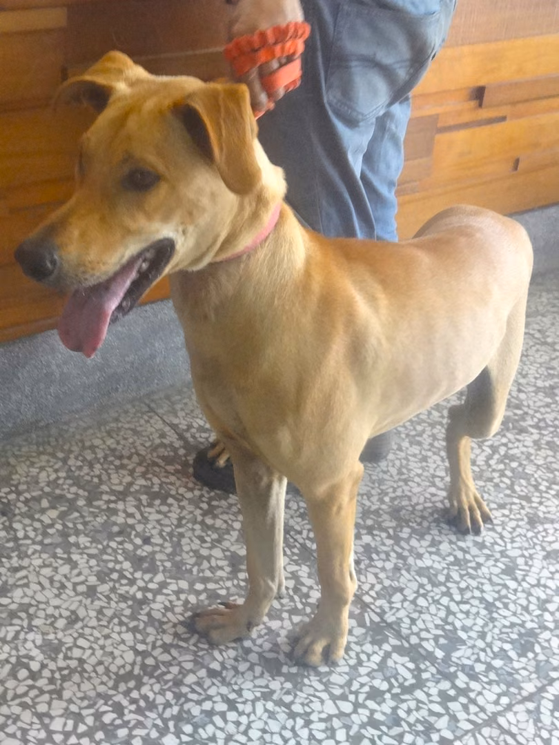 Tan adult male mixed-breed dog, Large, shelter no. …1265