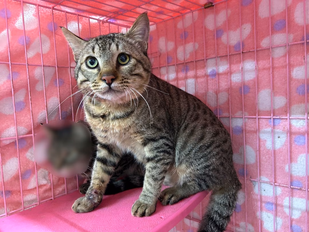 Tabby adult male mixed-breed cat, Medium, shelter no. …1204
