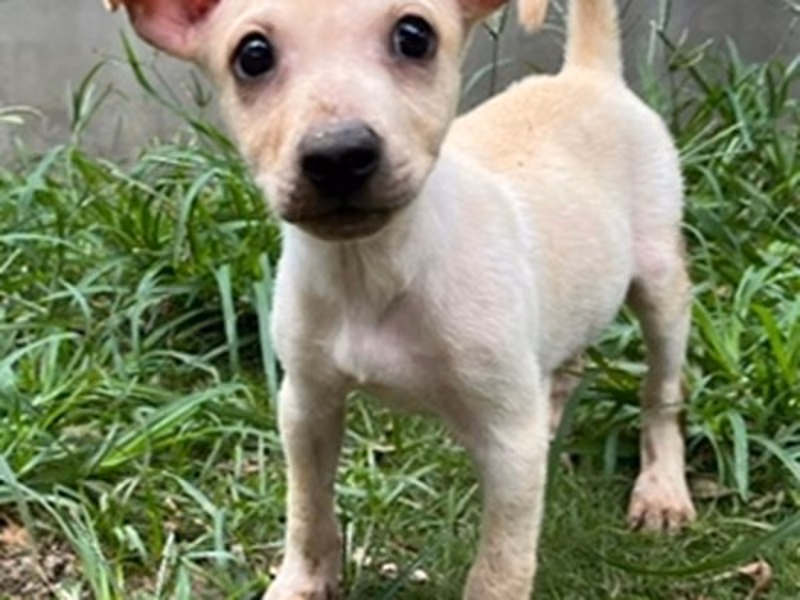 Cream young male mixed-breed dog, Medium, shelter no. …0002