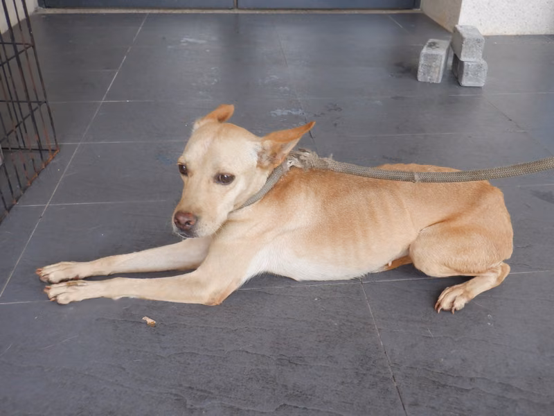 Tan adult female mixed-breed dog, Medium, shelter no. …7737