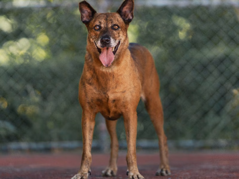 Tan adult female mixed-breed dog, Medium, shelter no. …1301