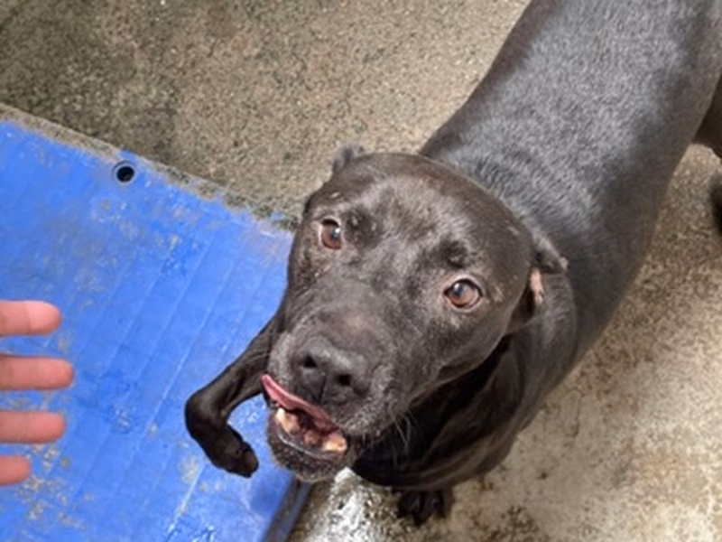 Black adult male mixed-breed dog, Large, shelter no. …0005