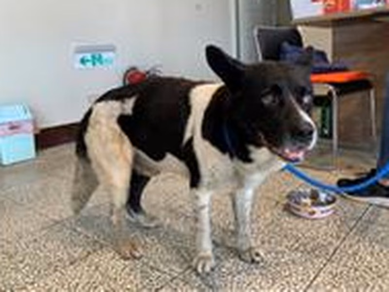 Black-and-white adult male mixed-breed dog, Medium, shelter no. …9001