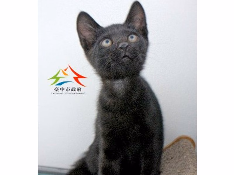 Black young male mixed-breed cat, Small, shelter no. …6001