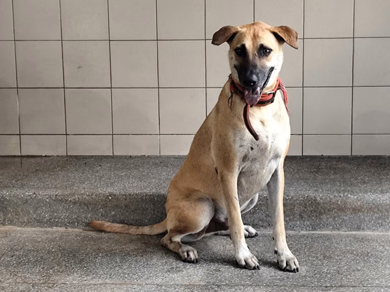 Tan adult male mixed-breed dog, Large, shelter no. …2508