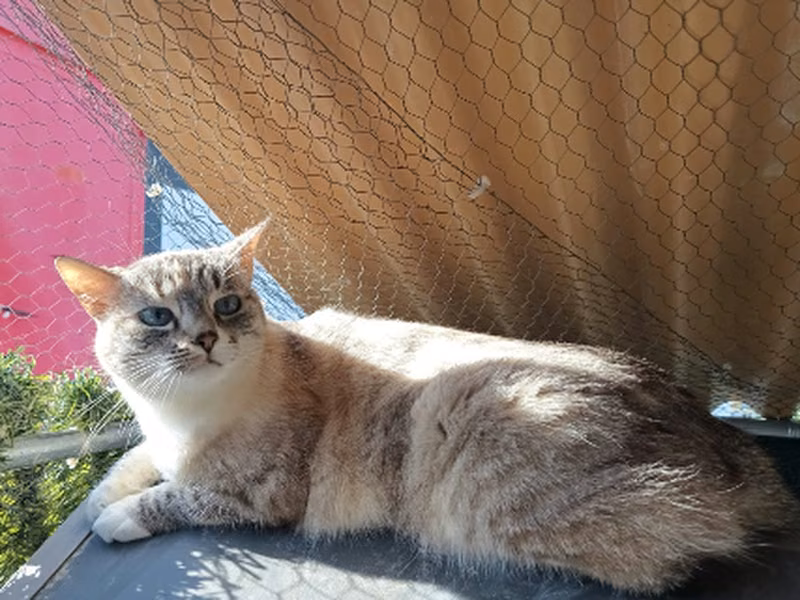 Luna, Adult · Female · European Shorthair