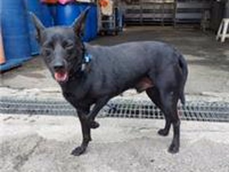 Black adult male mixed-breed dog, Medium, shelter no. …7002
