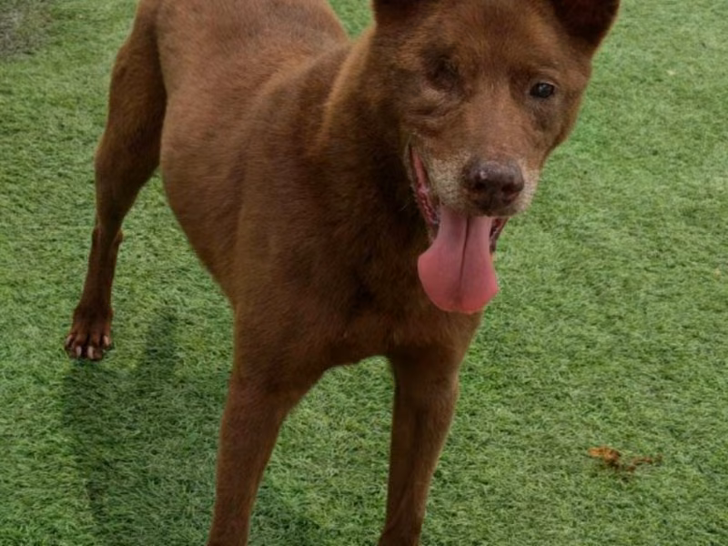 Brown adult male mixed-breed dog, Medium, shelter no. …1809