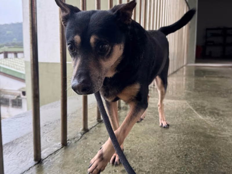 Black-and-tan adult male mixed-breed dog, Medium, shelter no. …1001