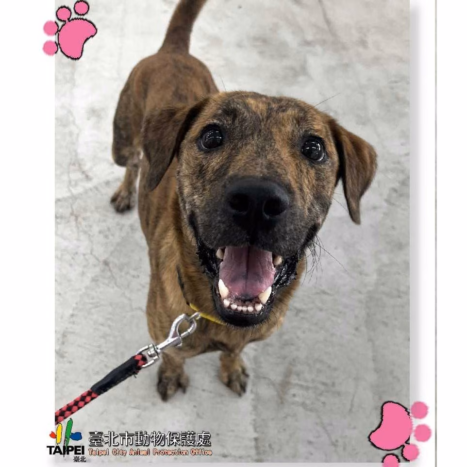 Tabby adult male mixed-breed dog, Medium, shelter no. …1003