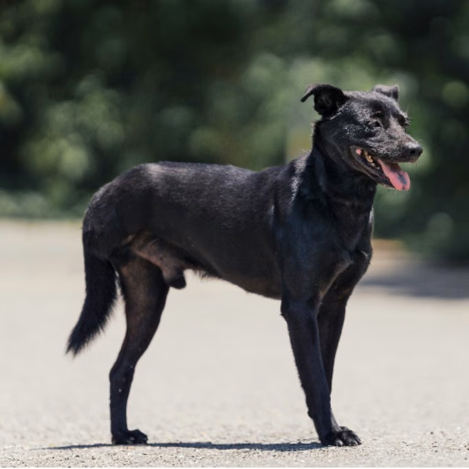 Black adult male mixed-breed dog, Medium, shelter no. …9001