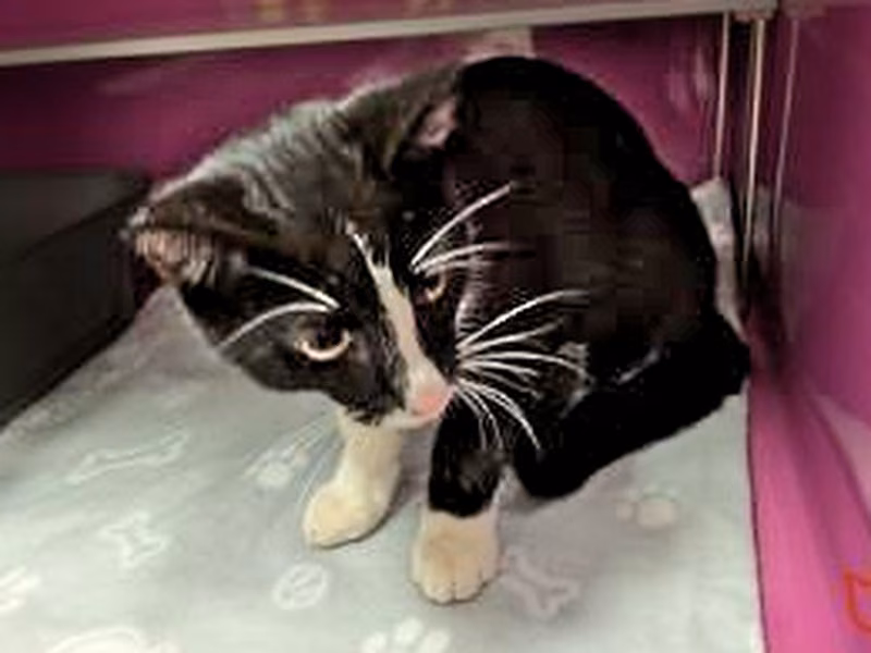 Black-and-white young male European Shorthair, shelter no. …4302