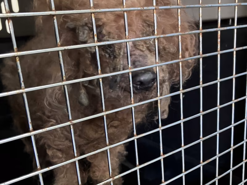 Brown adult male poodle, Small, shelter no. …2005